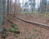 photo of densely wooded area of evergreen and deciduous trees. Dense carpet of fallen leaves on the ground and one fallen log lies diagonally across the photo.