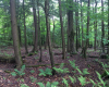 photo of dense trees with fern undergrowth.