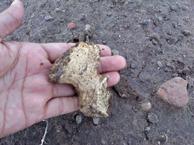 Fragment of bone at Amity Pueblo