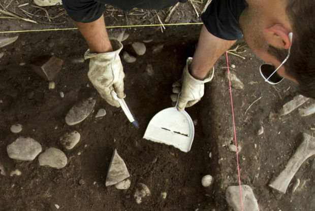 A team member works inside his excavation grid. Photo by Kelsey Jae Wardwell/Missoulian