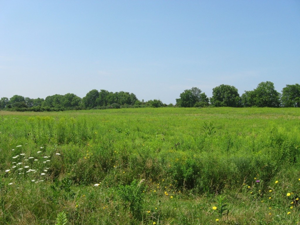 TThe Tram Preserve, containing the remains of a Seneca Village, with high summer vegetation.