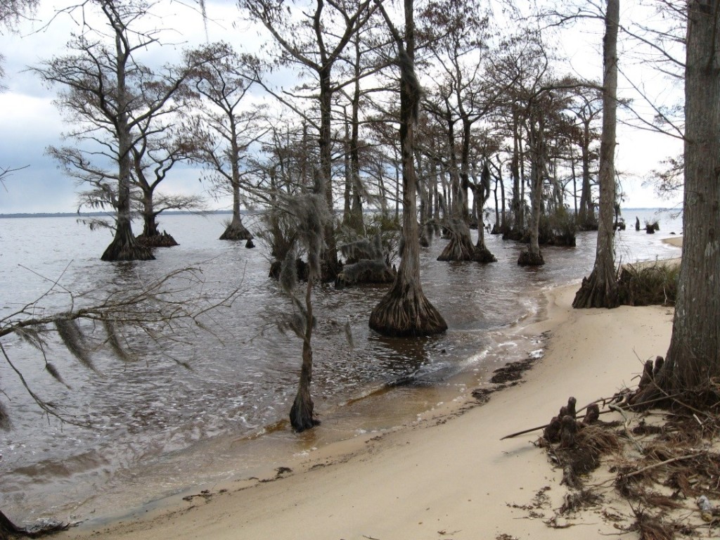 Cypress trees along the Albemarle Sound.