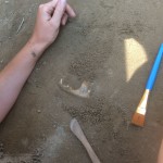 A student excavates the mandible of a carnivore that was discovered at the site. Credit: Loren Davis