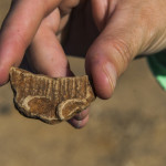A fragment of decorated pottery that was uncovered at the A.S. Mann site. Credit: Michael Amador, TXDOT