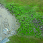 Intensively looted village site within a federally administered Alaska Native Allotment on the western Seward Peninsula of Alaska. Credit: Bill Hedman.