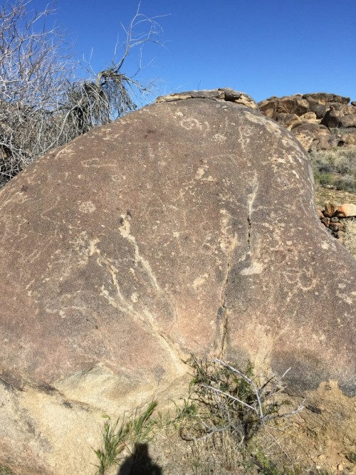 Petroglyphs at the Wllis Wells Site