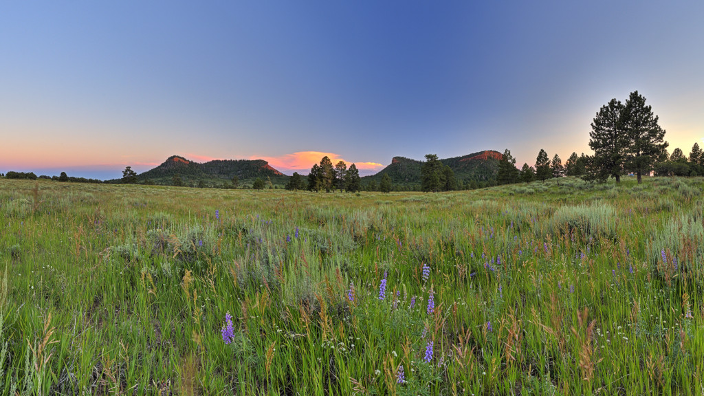 The Bears Ears Buttes framed with summer wild flowers. Photographer: Tim Peterson