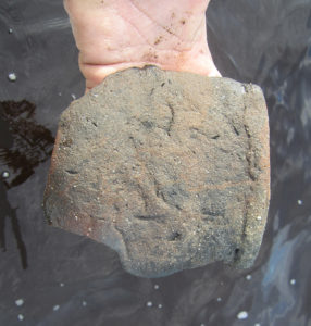 A rim sherd recovered from one of the saltworks. Many of the sherds are large because being underwater affords them protection that they wouldn’t have on land. credit: Heather McKillop.