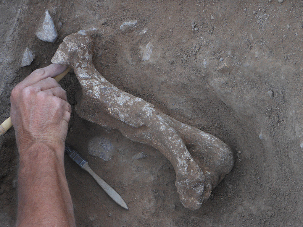 A Bison antiquus humerus uncovered at the Water Canyon site in New Mexico. This dig was a cultural resource management project mandated by the National Historic Preservation Act. Some archaeologists are concerned that the law may be challenged or weakened. Credit: Robert Dello-Russo