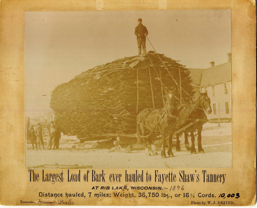 Image of a load of bark destined for the bark mill. The bark was ground into a powder before being used for tanning. This image references a tannery in Wisconsin, which is where the Shaw family reestablished its tannery business following their failure in the northeast. Image courtesy of the Rib Lake Historical Society.