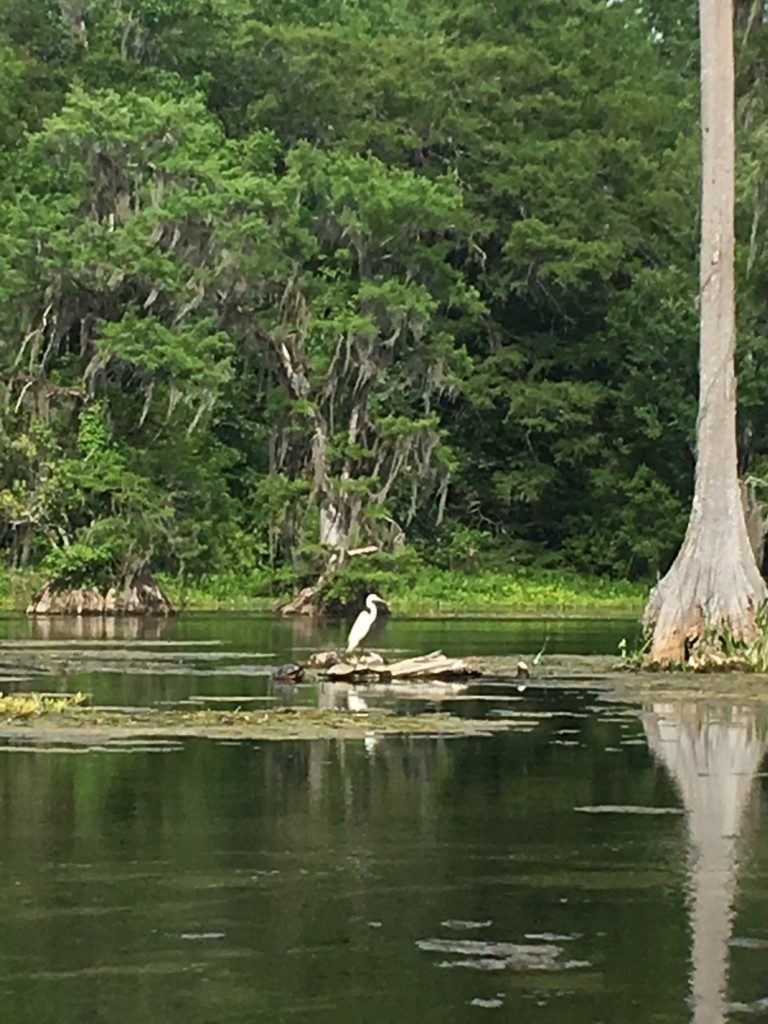 Egret on the beautiful Wakulla River